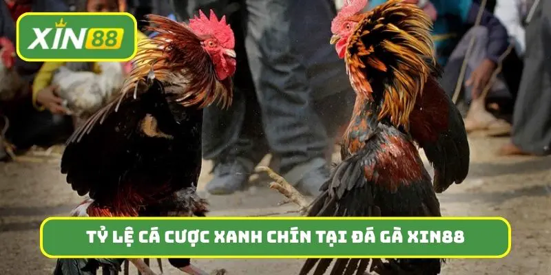 Tỷ lệ cá cược xanh chín, đỉnh cao tại đá gà Xin88